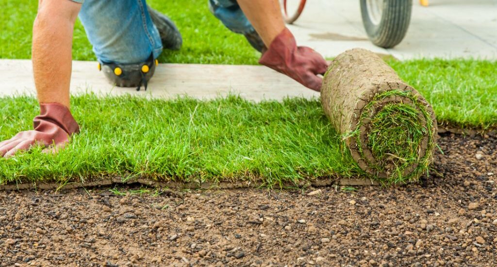 Gazon naturel prêt à poser, tout savoir à propos