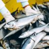 Pêche durable : consommer du poisson sans nuire aux océans