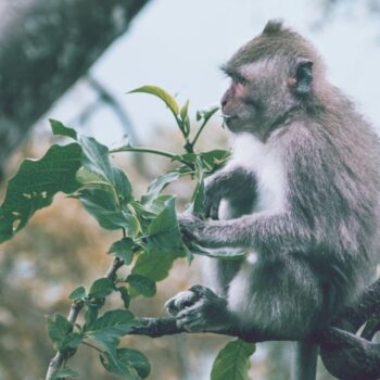 La-Relation-Symbiotique-entre-les-Animaux-et-les-Plantes